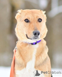 Zdjęcie №2 do zapowiedźy № 164558 na sprzedaż  pies nierasowy - wkupić się Federacja Rosyjska prywatne ogłoszenie