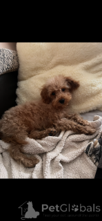 Zdjęcie №3. Adopcja Maltipoo (Bichon maltański; pudel). Francja