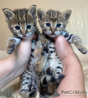 Dodatkowe zdjęcia: des tres beaux chatons, Caracal Savannah F1 i inne dostępne