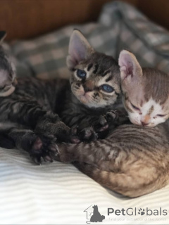 Zdjęcie №1. devon rex - na sprzedaż w Romeno | negocjowane | Zapowiedź № 161174