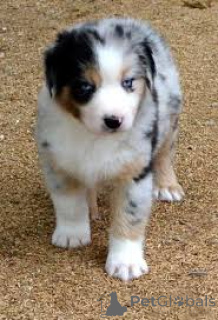 Zdjęcie №3. Chiots Berger Australien à vendre. Francja