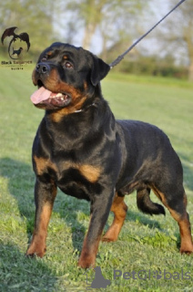 Zdjęcie №1. rottweiler - na sprzedaż w Zrenjanin | negocjowane | Zapowiedź №95989