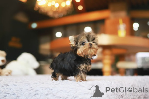 Zdjęcie №1. yorkshire terrier - na sprzedaż w Nowy Orlean | negocjowane | Zapowiedź №155000