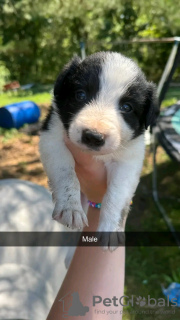 Zdjęcie №4. Sprzedam border collie w Iowa City. prywatne ogłoszenie - cena - 1585zł