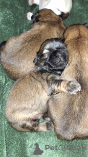 Zdjęcie №1. lhasa apso, shih tzu - na sprzedaż w Dyneburg | 3348zł | Zapowiedź №139033