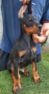 Zdjęcie №4. Sprzedam doberman w Sremka Mitrovica. hodowca - cena - negocjowane