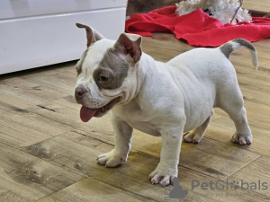 Dodatkowe zdjęcia: Mikro kieszonka American Bully