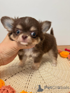 Zdjęcie №3. Uroczy szczeniak chihuahua gotowy do adopcji!. Republika Czeska