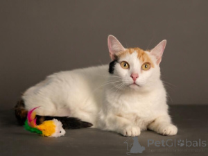 Zdjęcie №4. Sprzedam  w Moskova. prywatne ogłoszenie - cena - Bezpłatny