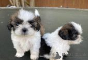 Zdjęcie №3. Szczenięta Shih Tzu do adopcji. Niemcy