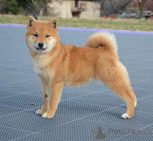 Zdjęcie №3. Shiba Inu szczenięta. Serbia