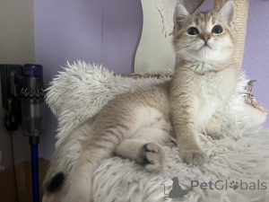 Zdjęcie №3. BKH Kitten Family Tree Golden Girls gotowe do odebrania. Niemcy