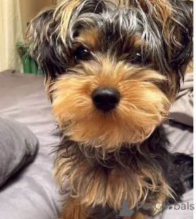 Zdjęcie №4. Sprzedam yorkshire terrier w Bristol. prywatne ogłoszenie - cena - 3109zł