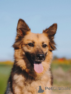 Zdjęcie №4. Sprzedam pies nierasowy w Woroneż. prywatne ogłoszenie - cena - Bezpłatny