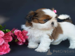 Zdjęcie №1. shih tzu - na sprzedaż w Валлетта | 1674zł | Zapowiedź №58278