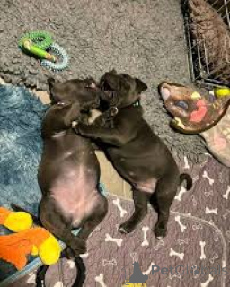 Zdjęcie №1. staffordshire bull terrier - na sprzedaż w Wiedeń | 4066zł | Zapowiedź №165427