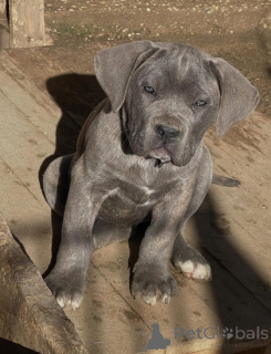 Zdjęcie №3. Acești frumoși pui de Cane Corso. Rumunia