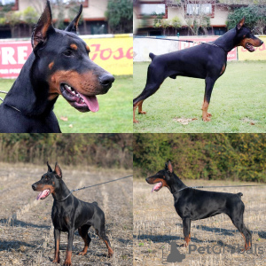 Zdjęcie №3. Doberman. Polska