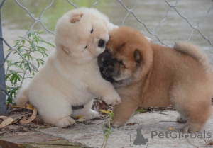 Zdjęcie №3. Bezaubernde Chow-Chow-Welpen suchen ein neues Zuhause für immer... Skontaktuj. Niemcy