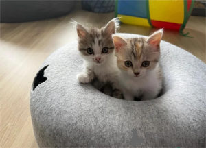 Zdjęcie №1. munchkin - na sprzedaż w Bretzfeld | 1674zł | Zapowiedź № 153186