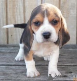 Zdjęcie №1. beagle (rasa psa) - na sprzedaż w Uppsala | negocjowane | Zapowiedź №55311