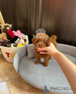 Zdjęcie №2 do zapowiedźy № 158345 na sprzedaż  pudel (zabawka) - wkupić się Szwajcaria 