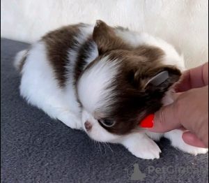 Zdjęcie №2 do zapowiedźy № 132042 na sprzedaż  chihuahua (rasa psów) - wkupić się Estonia hodowca