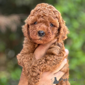 Zdjęcie №1. pudel (zabawka) - na sprzedaż w Helsinki | 2392zł | Zapowiedź №164037