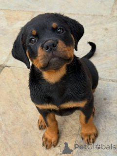 Zdjęcie №3. Entzückende Rottweiler-Welpen suchen einliebevolles Zuhause!. Niemcy