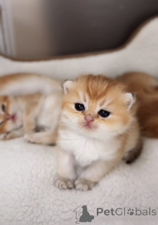 Zdjęcie №2 do zapowiedźy № 151264 na sprzedaż  kot brytyjski krótkowłosy - wkupić się Republika Czeska od żłobka, hodowca