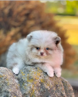 Zdjęcie №3. Love Tolelet wyszkolony pomorski. Estonia