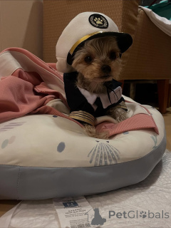 Zdjęcie №1. yorkshire terrier - na sprzedaż w Meljine | 2631zł | Zapowiedź №163332