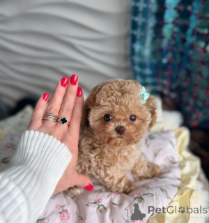 Zdjęcie №1. maltipu - na sprzedaż w Wiedeń | negocjowane | Zapowiedź №166908