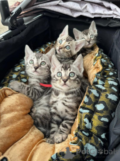 Zdjęcie №1. kot bengalski - na sprzedaż w Nyon | 3588zł | Zapowiedź № 152764