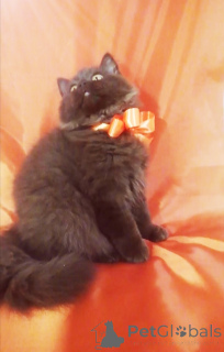 Zdjęcie №2 do zapowiedźy № 156662 na sprzedaż  kot brytyjski długowłosy - wkupić się Białoruś hodowca