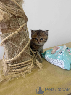 Zdjęcie №2 do zapowiedźy № 144408 na sprzedaż  kot brytyjski krótkowłosy - wkupić się Serbia 