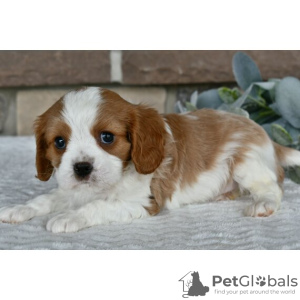 Zdjęcie №4. Sprzedam cavalier king charles spaniel w Даллас. prywatne ogłoszenie - cena - 1188zł