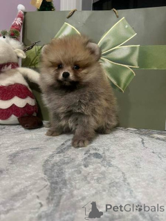 Zdjęcie №2 do zapowiedźy № 160867 na sprzedaż   - wkupić się Serbia 