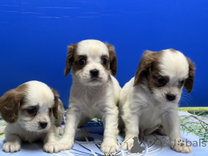 Zdjęcie №1. cavalier king charles spaniel - na sprzedaż w Antalya | negocjowane | Zapowiedź №169061