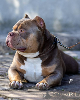 Dodatkowe zdjęcia: American Bully szczenięta na sprzedaż