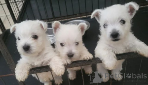 Zdjęcie №1. west highland white terrier - na sprzedaż w Belfast | 1622zł | Zapowiedź №166522