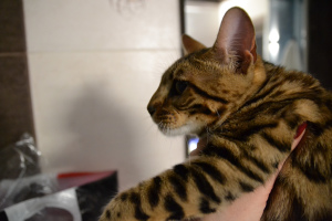 Zdjęcie №2 do zapowiedźy № 283 na sprzedaż  kot bengalski - wkupić się Ukraina prywatne ogłoszenie, od żłobka, ze schronu, hodowca