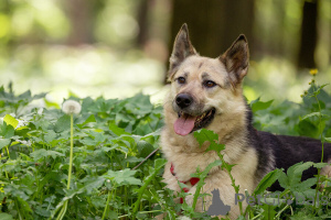 Zdjęcie №1. pies nierasowy - na sprzedaż w Rzeka Moskwa | Bezpłatny | Zapowiedź №149175