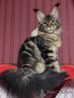 Zdjęcie №3. Kocięta rasy Maine Coon. USA