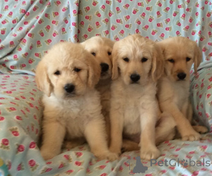 Zdjęcie №1. golden retriever - na sprzedaż w Bruksela | 2085zł | Zapowiedź №171651