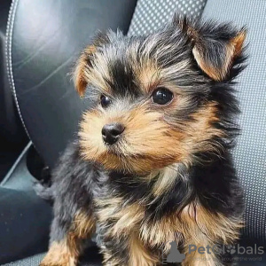 Zdjęcie №3. Niesamowite szczenięta Yorkie Business WhatsApp 37256062792. Belgia