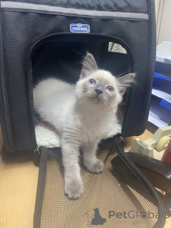 Zdjęcie №1. neva masquerade - na sprzedaż w Ludwigsfelda | 1674zł | Zapowiedź № 148358