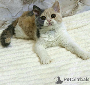 Zdjęcie №1. selkirk rex krótkowłosy - na sprzedaż w Innsbruck | 1674zł | Zapowiedź № 171178