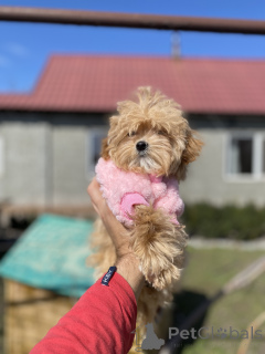 Zdjęcie №1. maltipu - na sprzedaż w Krivoy Rog | 3707zł | Zapowiedź №166530