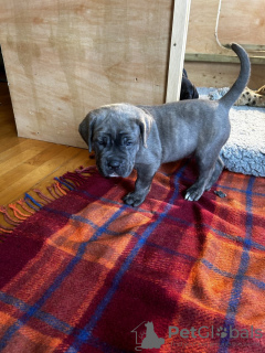 Zdjęcie №1. cane corso - na sprzedaż w Амстердам | 2511zł | Zapowiedź №87920